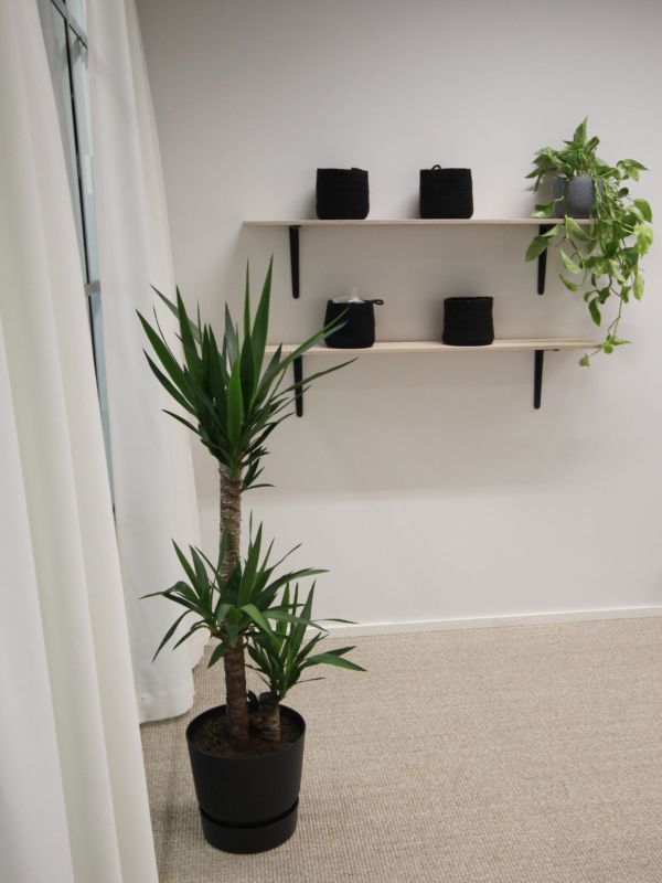 Kasveja toimiston neuvottelutilassa Oulussa.