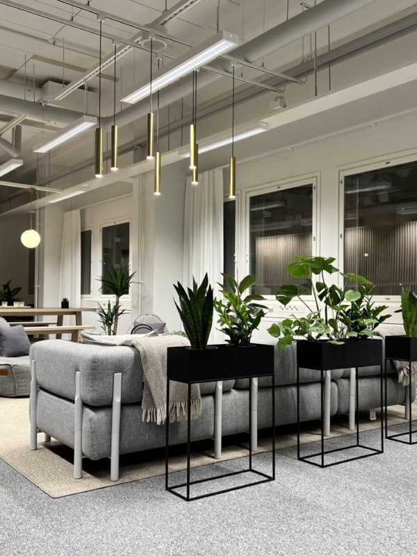 Kasveja ja ja sohva jakavat tilaa toimiston sisustussuunnittelussa.