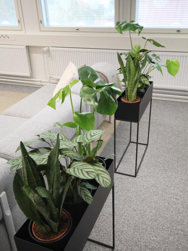 Tilanjakaja istutukset toimiston oleskelutilassa